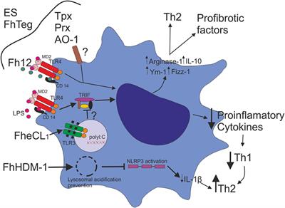 parasitic helminth infection parasitic helminth infection